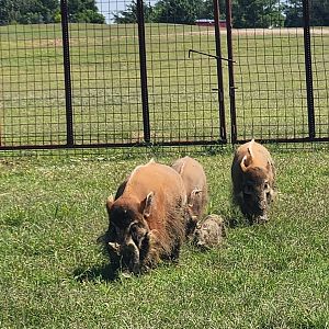 Tennessee Safari Park - Red River Hogs