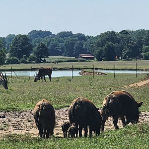 Tennessee Safari Park - Hogs and eland
