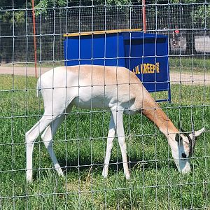 Tennessee Safari Park - Addra Gazelle