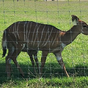 Tennessee Safari Park - Nyala