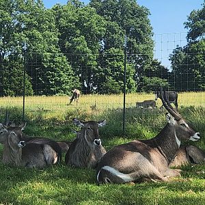 Tennessee Safari Park - Waterbuck