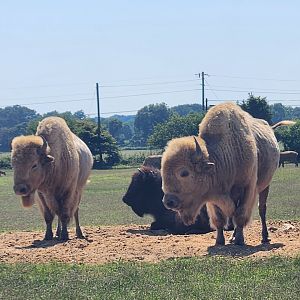 Tennessee Safari Park - Bison