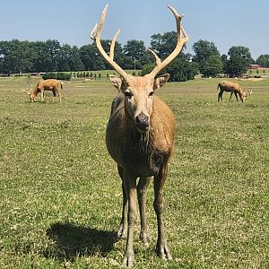 Tennessee Safari Park - Pere David Deer