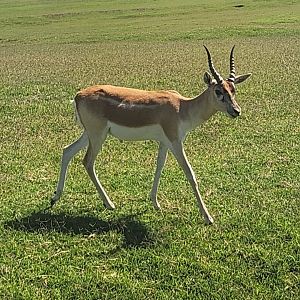 Tennessee Safari Park - Blackbuck