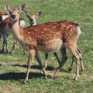 Tennessee Safari Park - Sika Deer doe