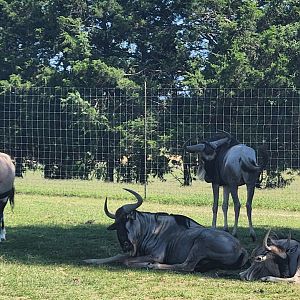 Tennessee Safari Park - Gemsbok and wildebeest