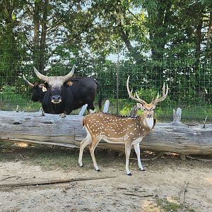 Tennessee Safari Park - Gayal and Chital