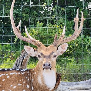 Tennessee Safari Park - Chital