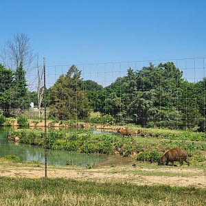Tennessee Safari Park - Capybara/tapir enclosure