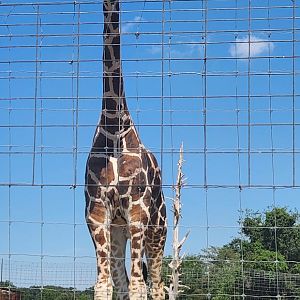 Tennessee Safari Park - Giraffe