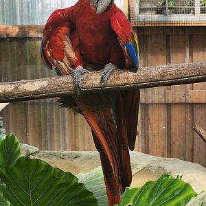 Tennessee Safari Park - Scarlet Macaw