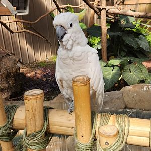 Tennessee Safari Park - Sulphur-crested Cockatoo