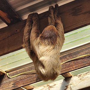 Tennessee Safari Park - Sloth climbing ceiling