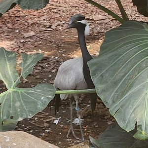 Tennessee Safari Park - Demoiselle Crane