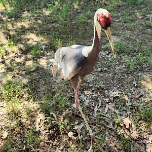 Tennessee Safari Park - White-naped Crane