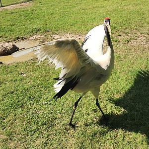 Tennessee Safari Park - Red-crowned Crane