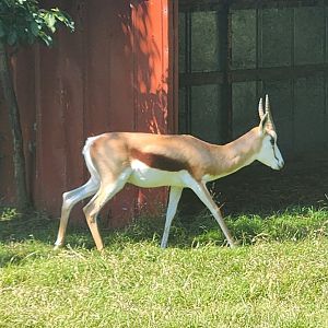 Tennessee Safari Park - Springbok