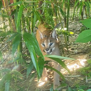 Tennessee Safari Park - Caracal