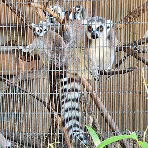 Tennessee Safari Park - Ringtail Lemurs