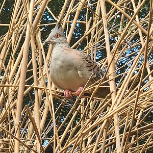 Tennessee Safari Park - Crested Pigeon