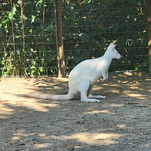 Tennessee Safari Park - Albino wallaby