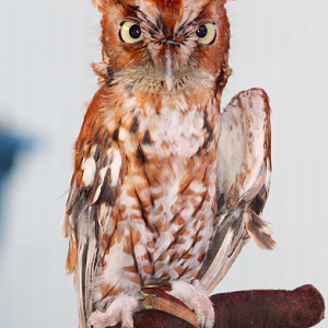 Eastern Screech Owl Ambassador