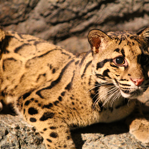 Clouded Leopard