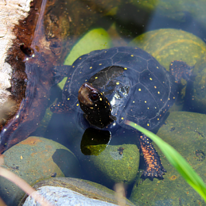 Spotted Turtle