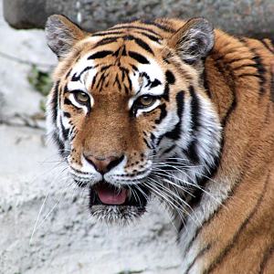 Amur Tiger