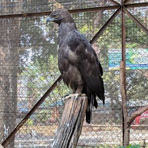 Changeable Hawk-eagle (Nisaetus cirrhatus) - Taru Jurug Zoo