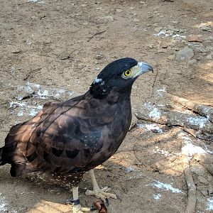 Crested Serpent-eagle (Spilornis cheela) - Taru Jurug Zoo