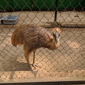 Juvenile Double-wattled Cassowary (Casuarius casuarius) - Taru Jurug Zoo