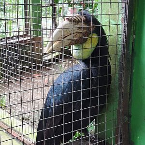 Wreathed Hornbill (Rhyticeros undulatus) - Taru Jurug Zoo