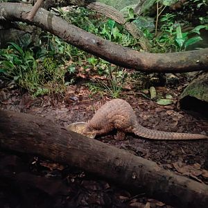 Sunda Pangolin (Manis javanica)