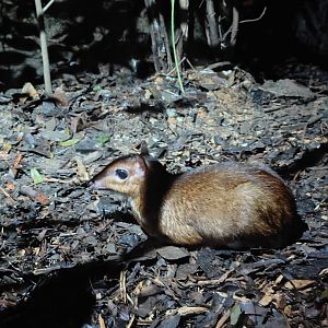 Lesser Mousedeer