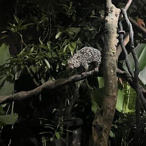Brazilian Porcupine