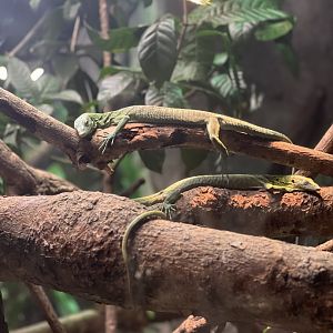 Emerald Tree Monitor