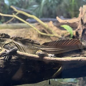 Philippine Sailfin Lizard