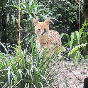Serval