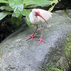 American White Ibis