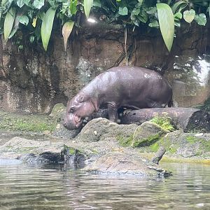 Pygmy Hippo