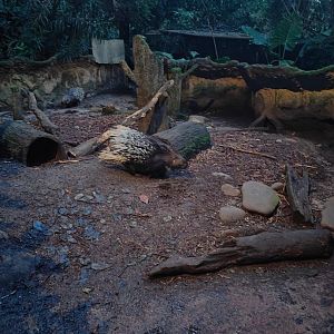 Indian Crested Porcupine