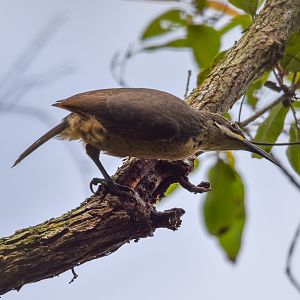 Victoria's Riflebird
