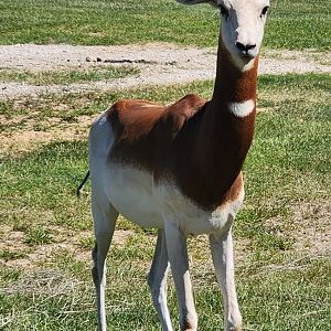 Safari Wild Animal Park - Addra Gazelle