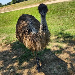 Safari Wild Animal Park - Emu
