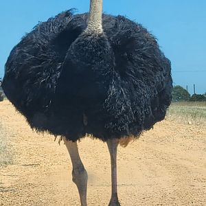 Safari Wild Animal Park - Ostrich