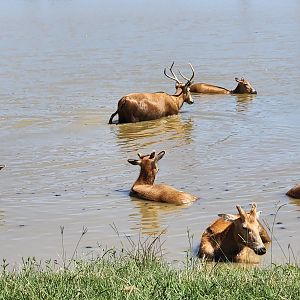 Safari Wild Animal Park - Pere David Deer