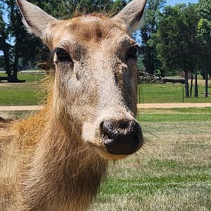 Safari Wild Animal Park - Pere David Deer close up