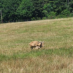Safari Wild Animal Park - Barbary Sheep