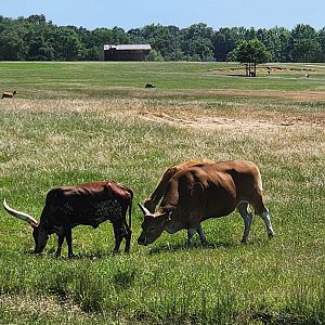 Safari Wild Animal Park - Banteng and Ankole-watusi